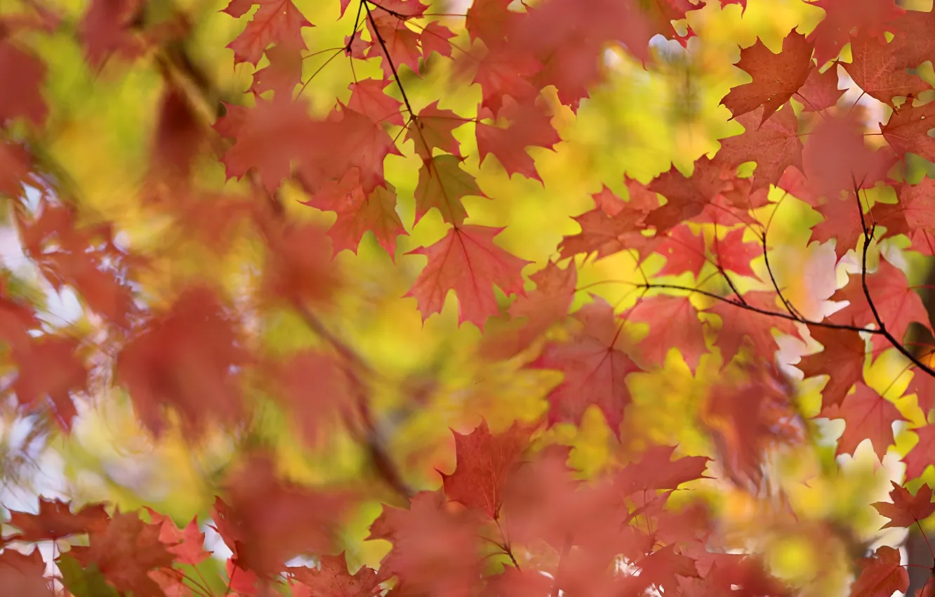 Photo wallpaper autumn, leaves, maple