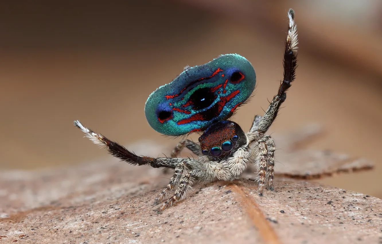Photo wallpaper eyes, macro, nature, pose, background, pattern, dance, legs