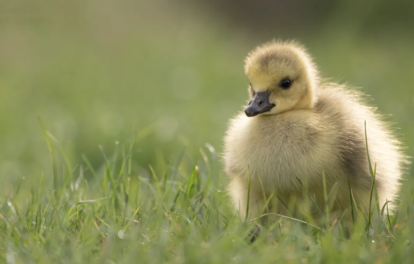 Photo wallpaper bird, glade, walk, Chicks, geese, the goslings