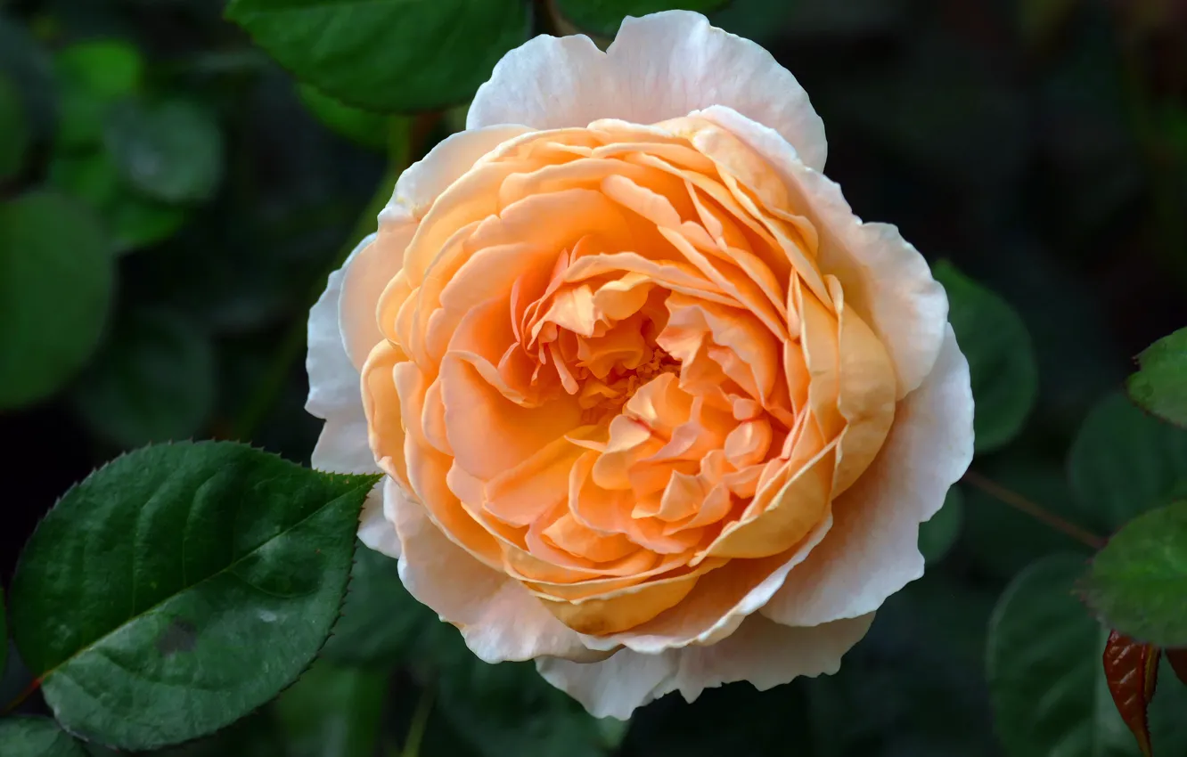 Photo wallpaper leaves, flowers, orange, background, roses, garden, lush