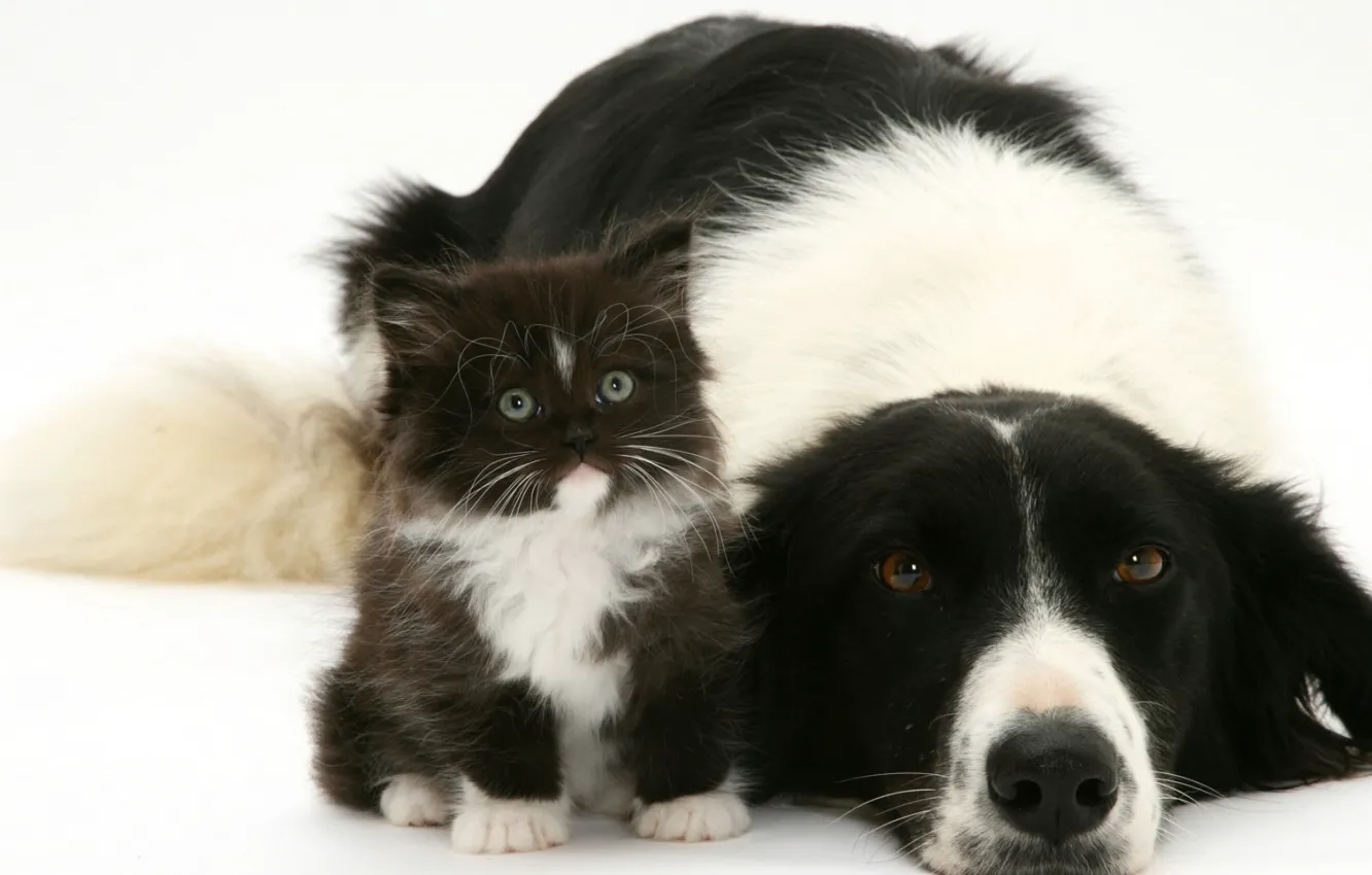 Photo wallpaper kitty, black and white, dog