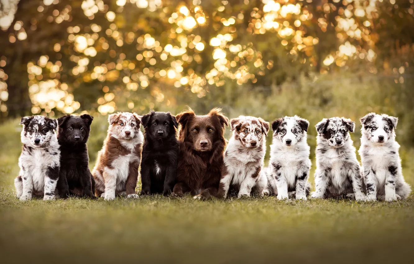 Photo wallpaper look, nature, pose, dog, puppy, team, company, face