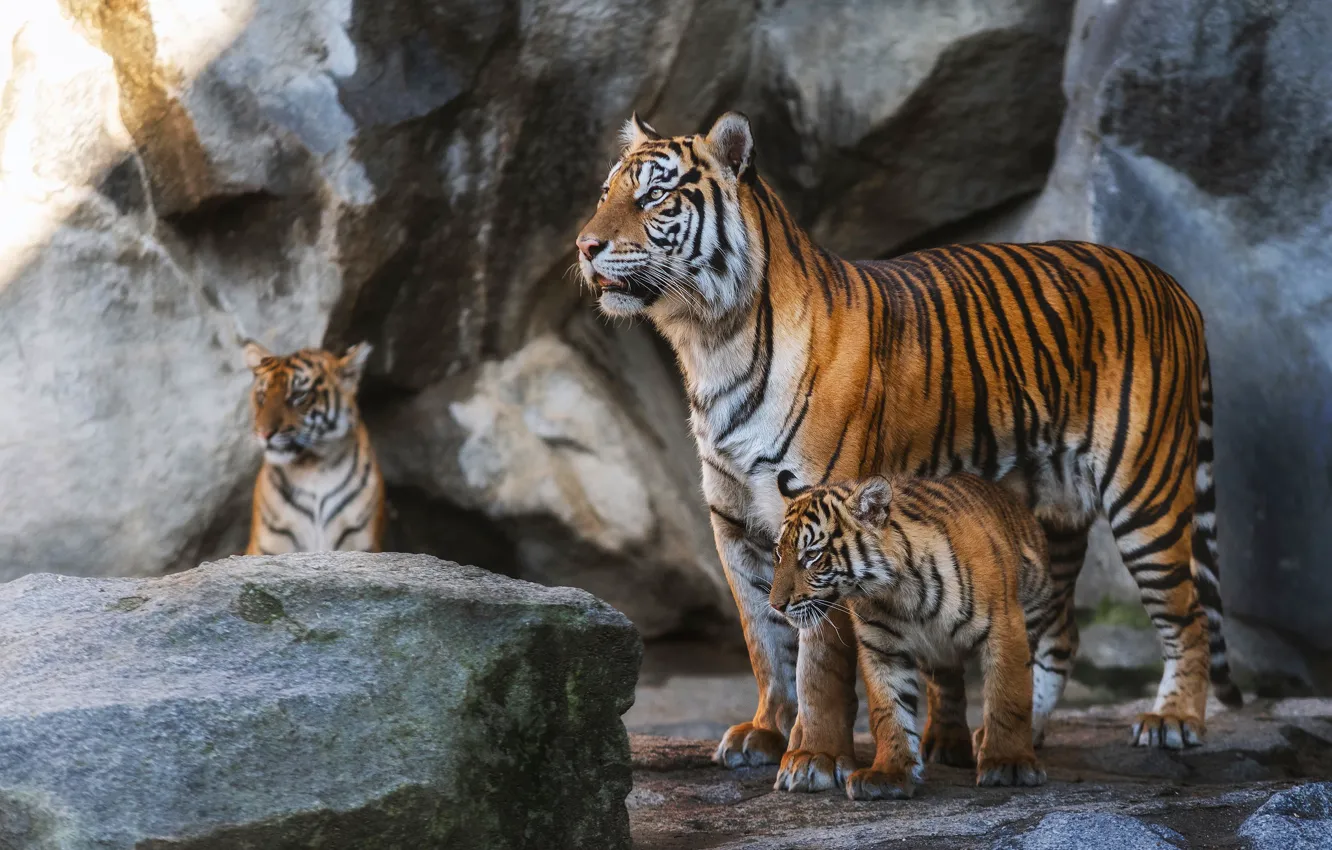 Photo wallpaper stones, tigers, tigress, the cubs, tiger, mother