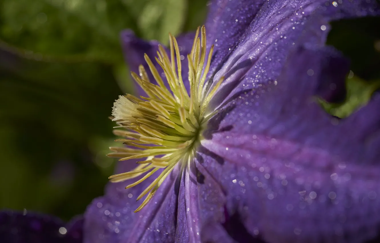 Photo wallpaper macro, flowers, clematis