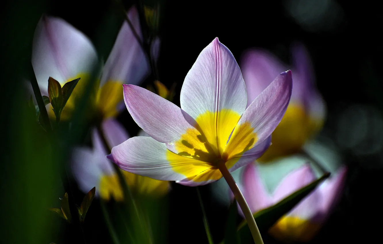 Photo wallpaper macro, light, flowers, the dark background, blur, spring, petals, stem
