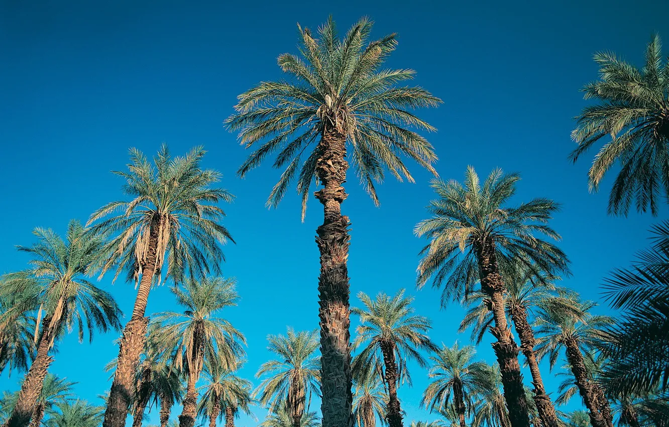 Photo wallpaper the sky, blue, palm trees, 152