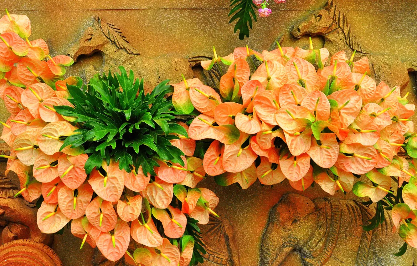 Photo wallpaper horse, bouquet, Anthurium, Flower Flamingo