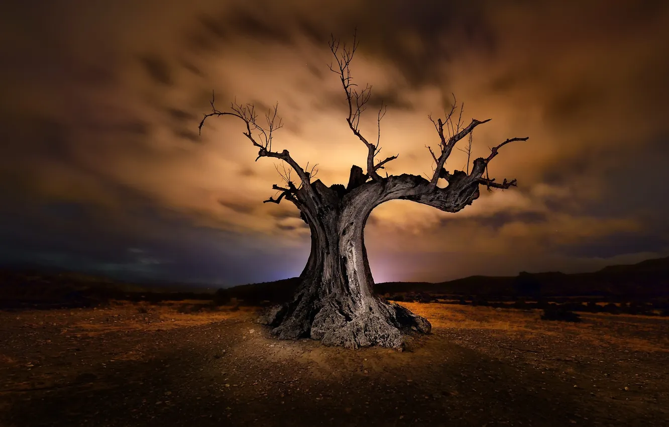 Photo wallpaper the sky, trees, night