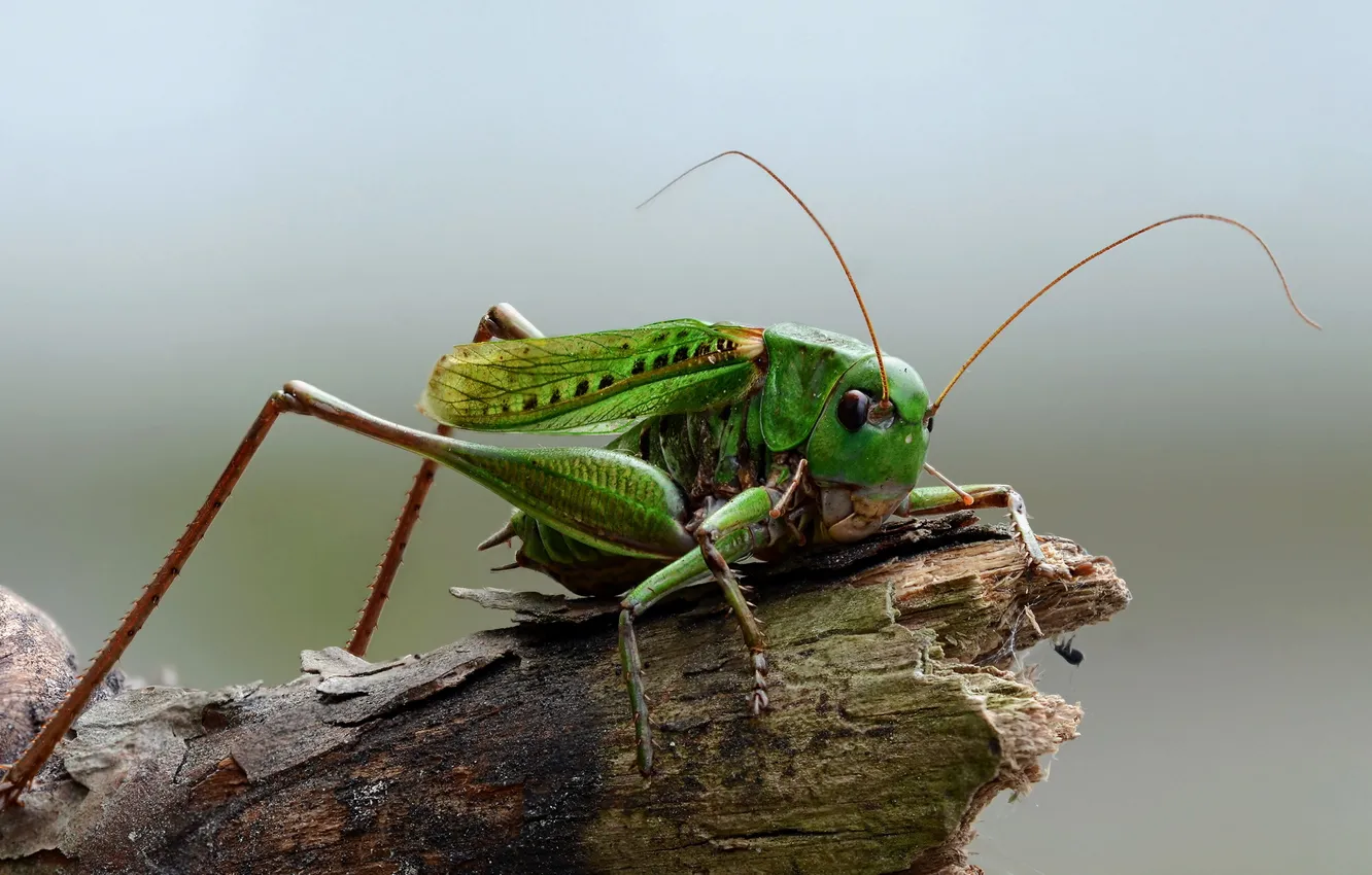 Photo wallpaper nature, macro, insect, grasshopper