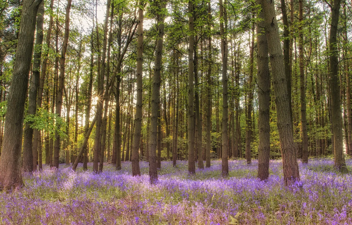 Photo wallpaper forest, grass, rays, light, trees, flowers