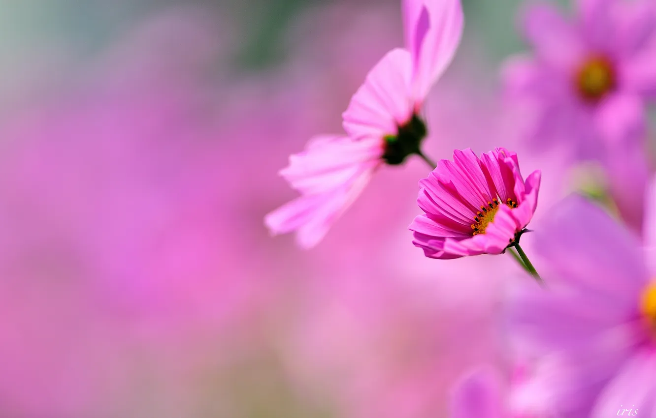 Photo wallpaper space, macro, flowers, pink, kosmeya