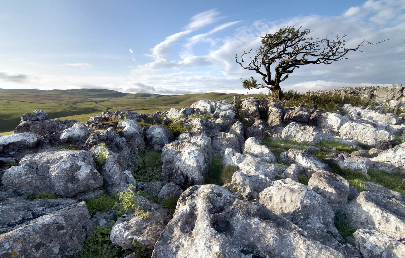 Photo wallpaper field, trees, landscape, nature, stones