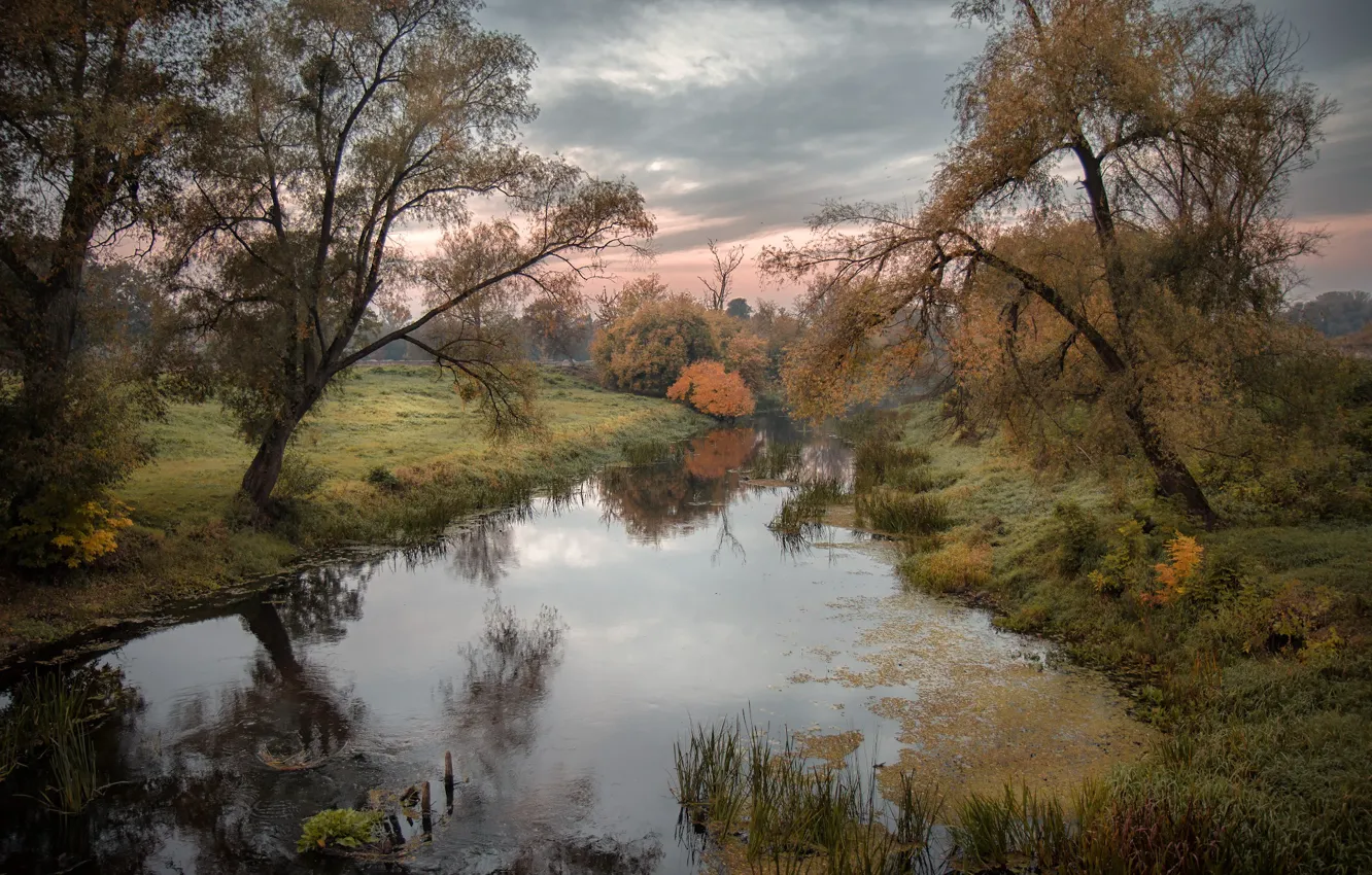 Photo wallpaper autumn, grass, trees, landscape, nature, shore, morning, the bushes