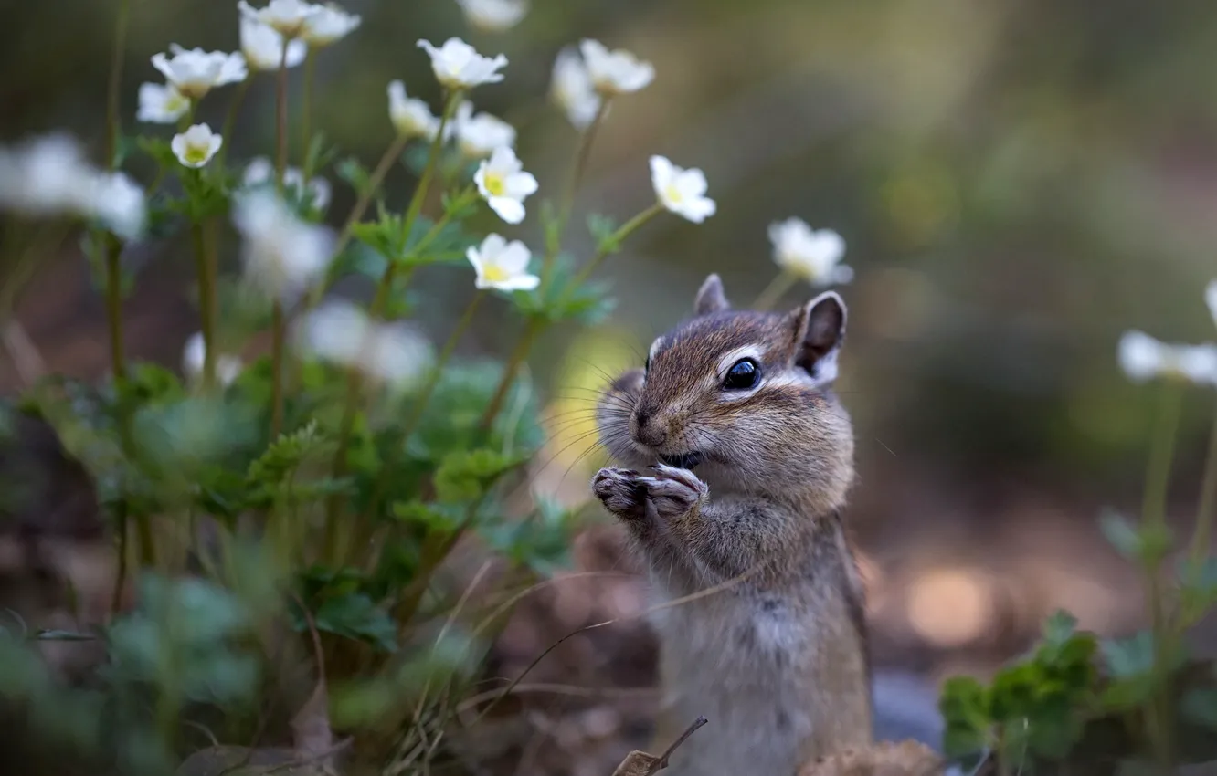 Photo wallpaper flowers, legs, Chipmunk, stand, bokeh