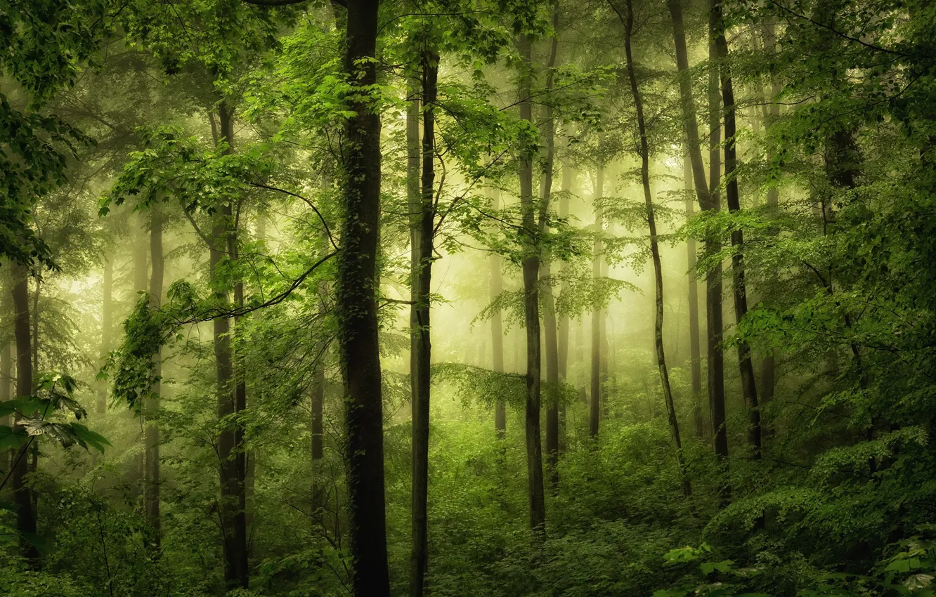 Photo wallpaper greens, forest, trees, fog, photo