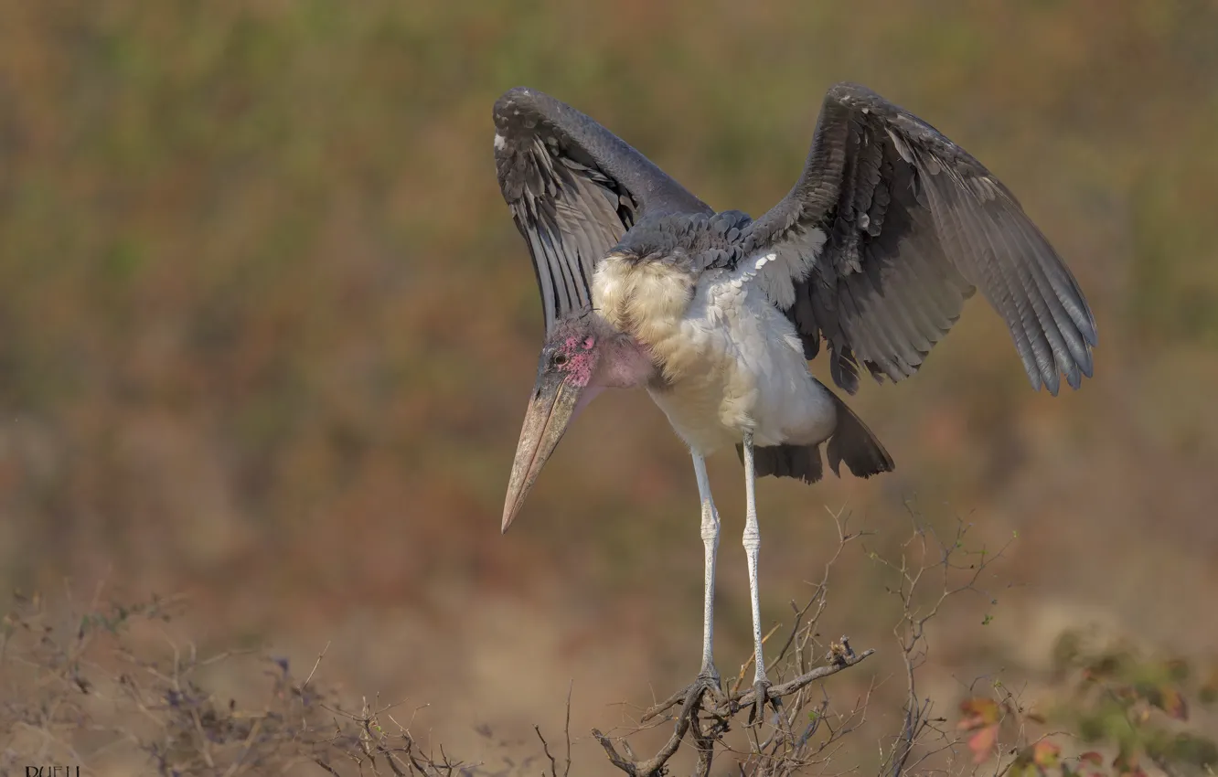 Photo wallpaper nature, bird, big beak, DUELL ©