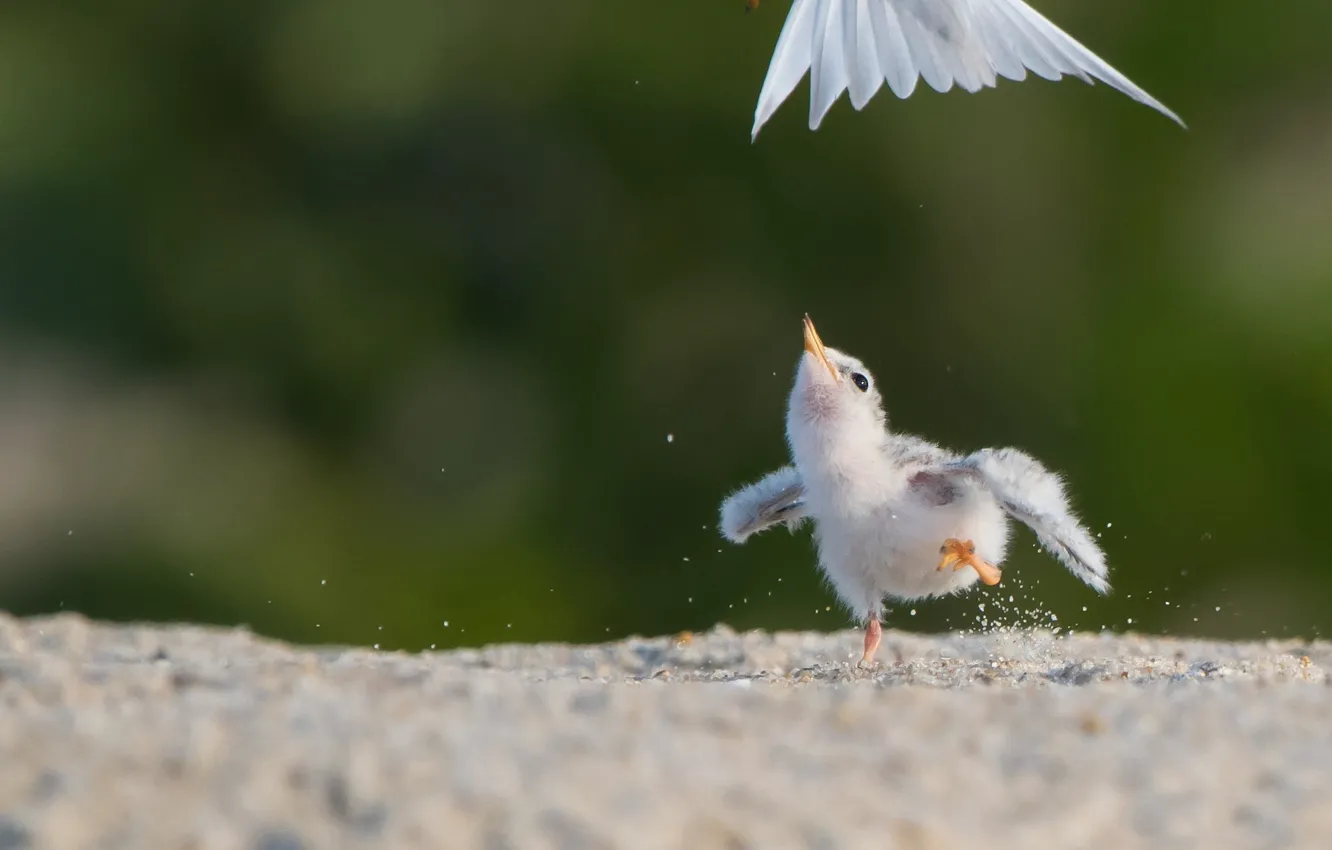 Photo wallpaper feathers, baby, tail, Chicks, bokeh, California tern, Wait for me!!!
