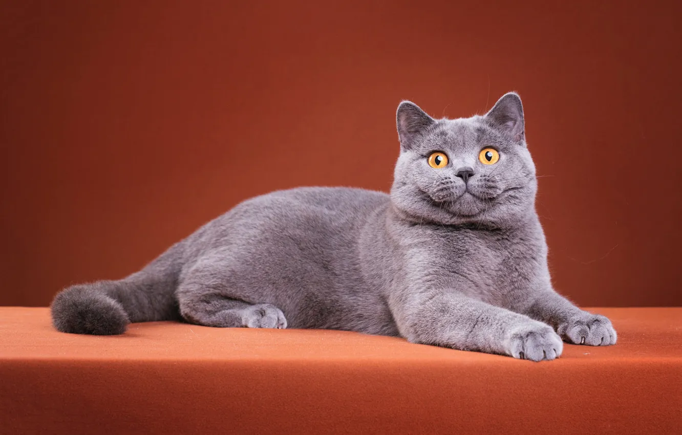 Photo wallpaper cat, cat, look, pose, grey, sweetheart, paws, muzzle