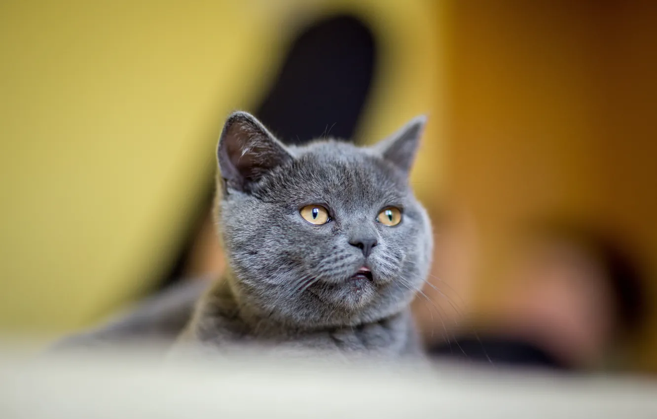 Photo wallpaper cat, kitty, grey, background, portrait, British, bokeh