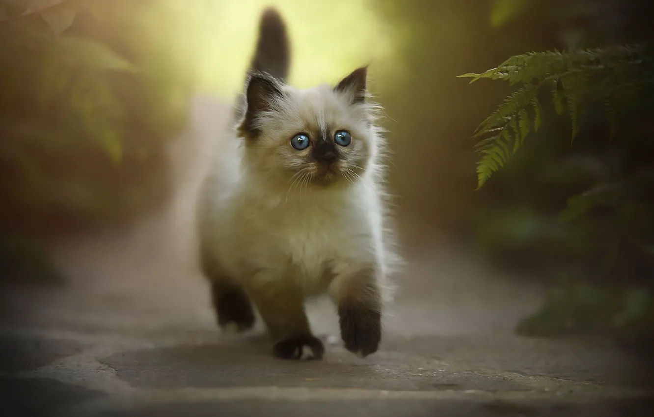 Photo wallpaper cat, nature, kitty, fluffy, small, walk, the beauty, fern