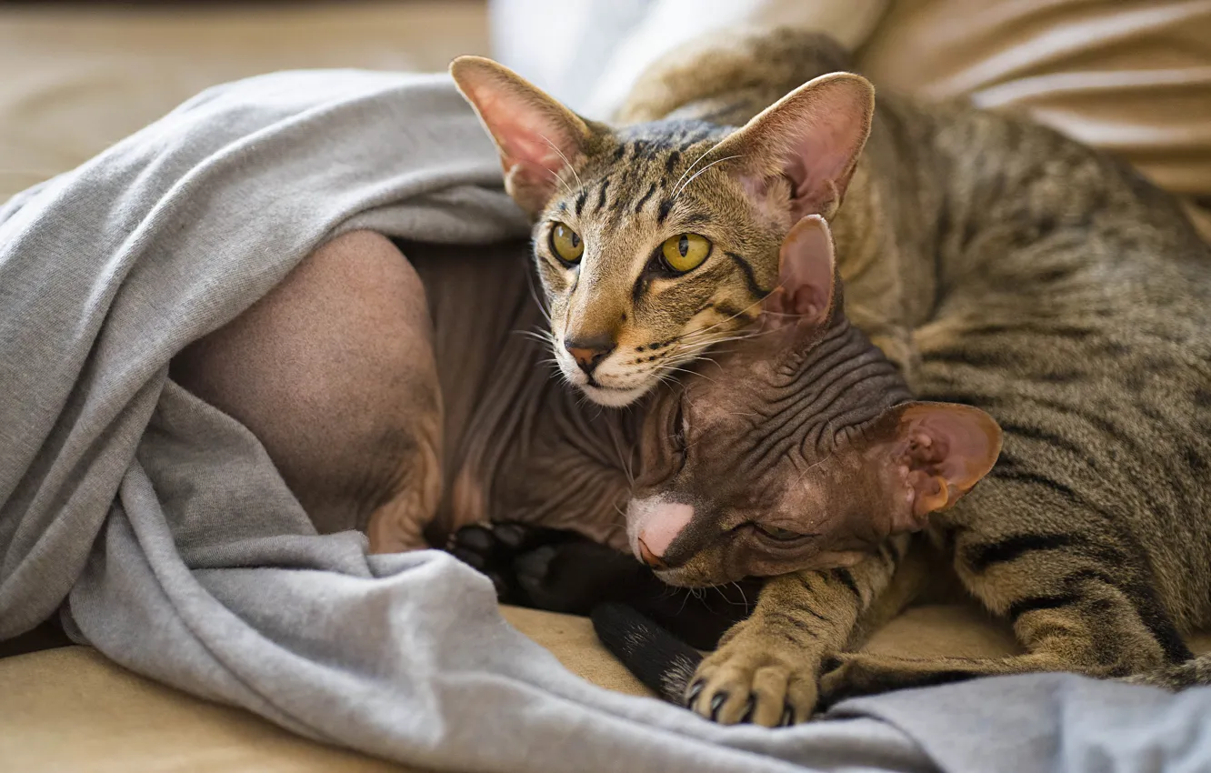 Photo wallpaper cat, cat, look, face, pose, two, blanket, pair