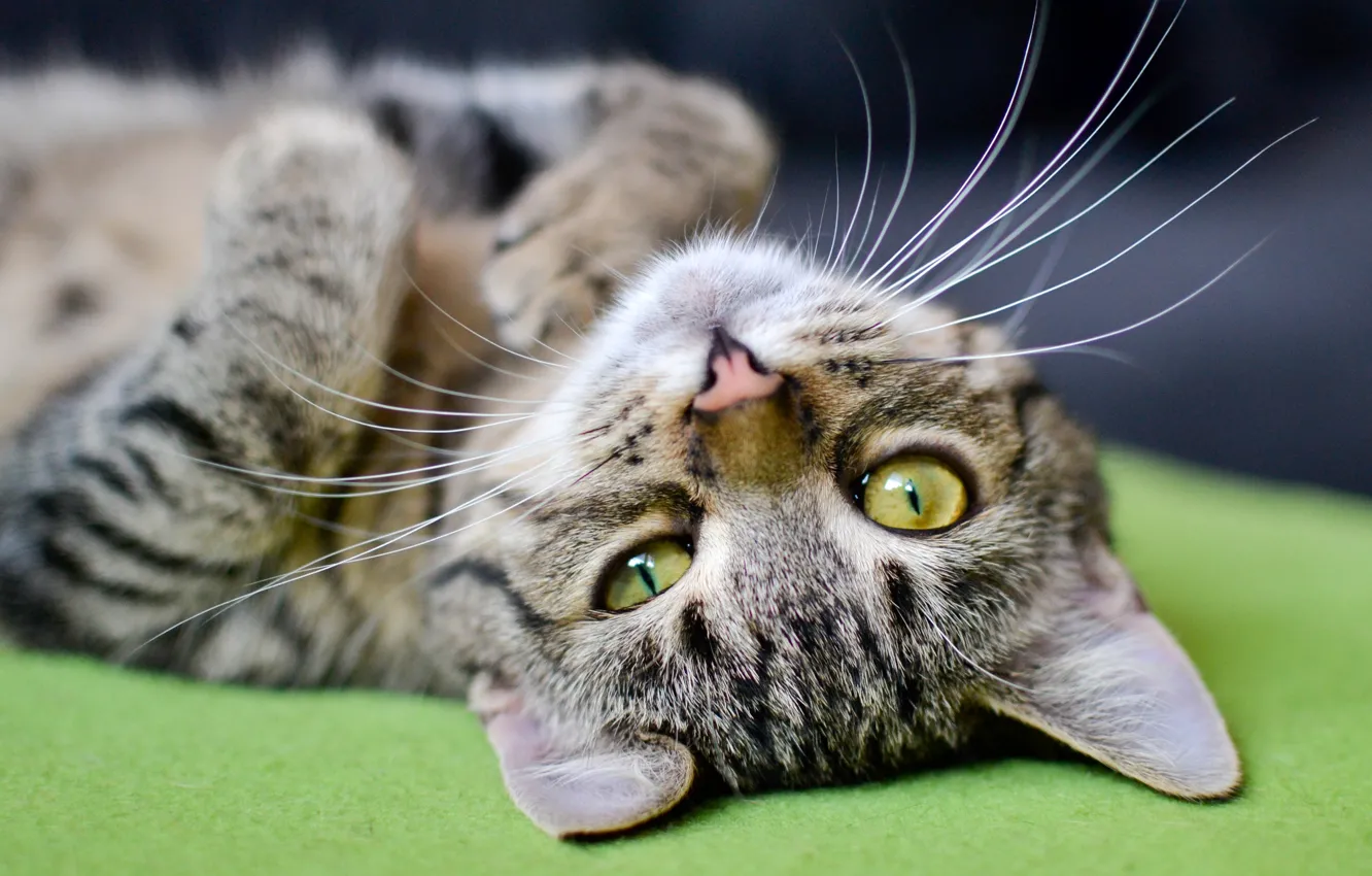 Photo wallpaper cat, mustache, look, face, green, grey, background, sofa
