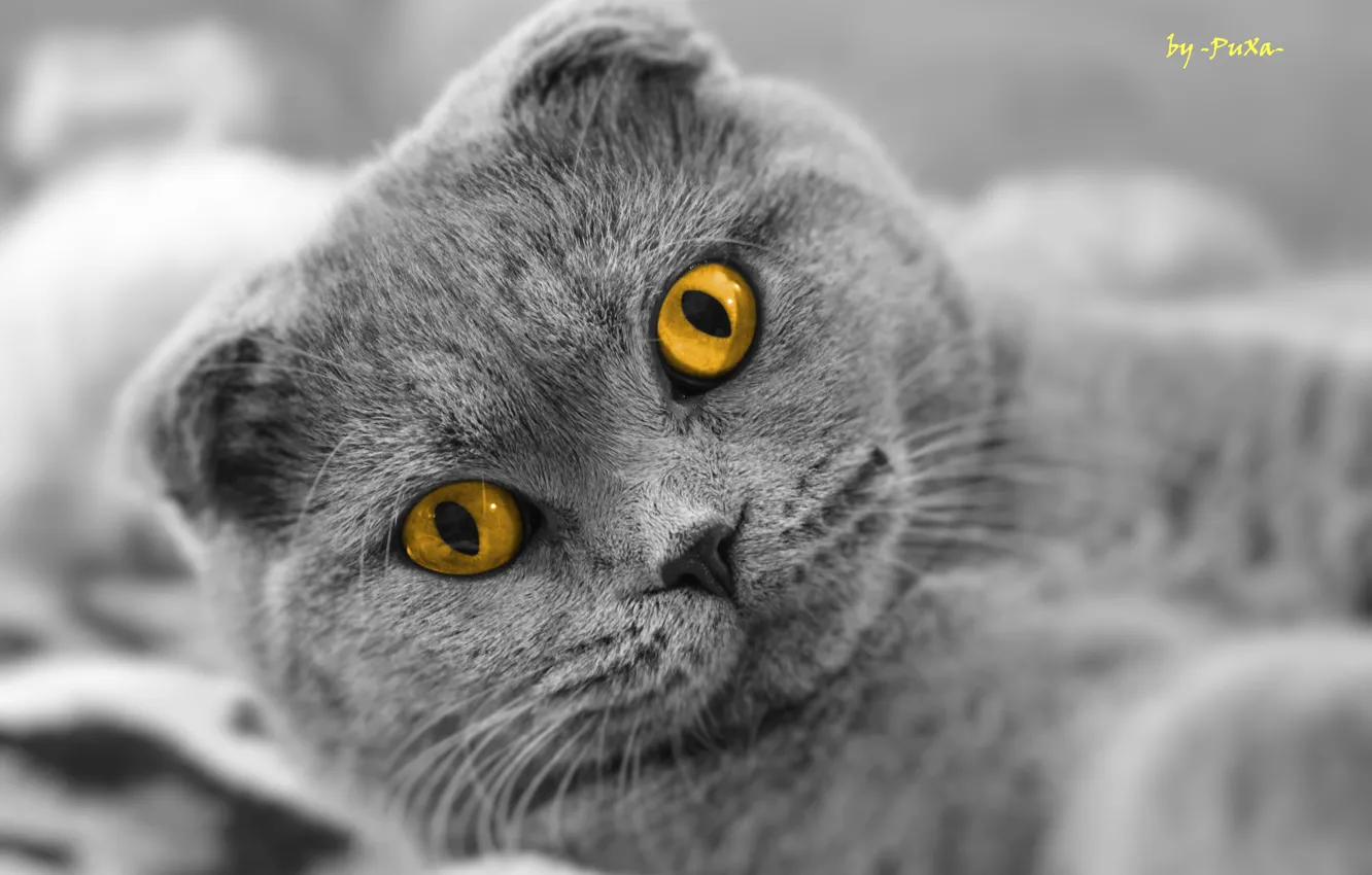 Photo wallpaper cat, look, Scottish fold, Scottish Fold