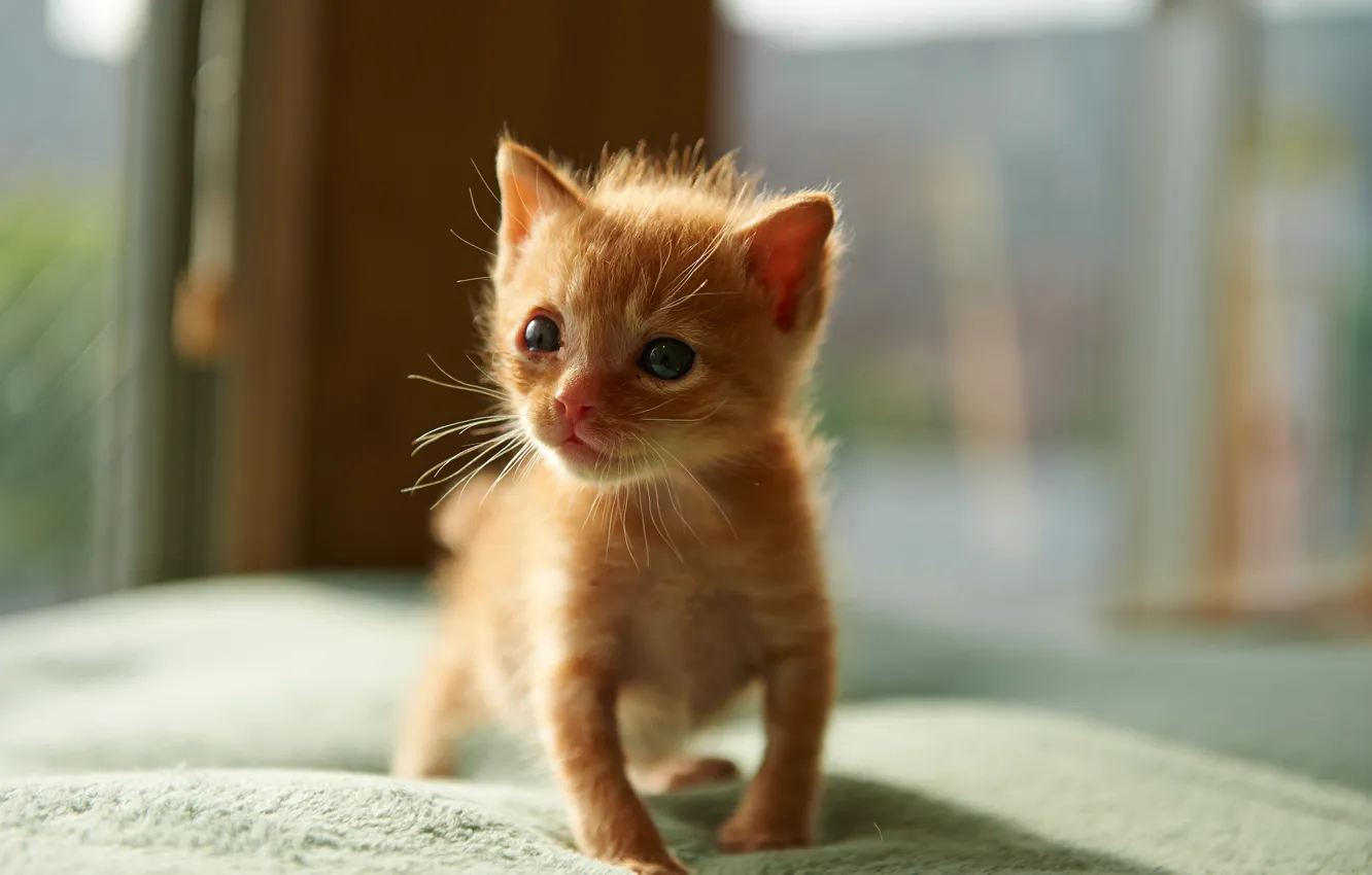Photo wallpaper room, small, red, kitty