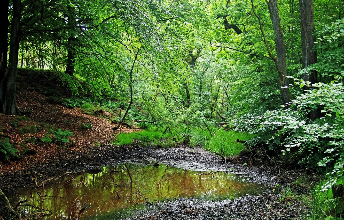 Photo wallpaper forest, summer, grass, trees