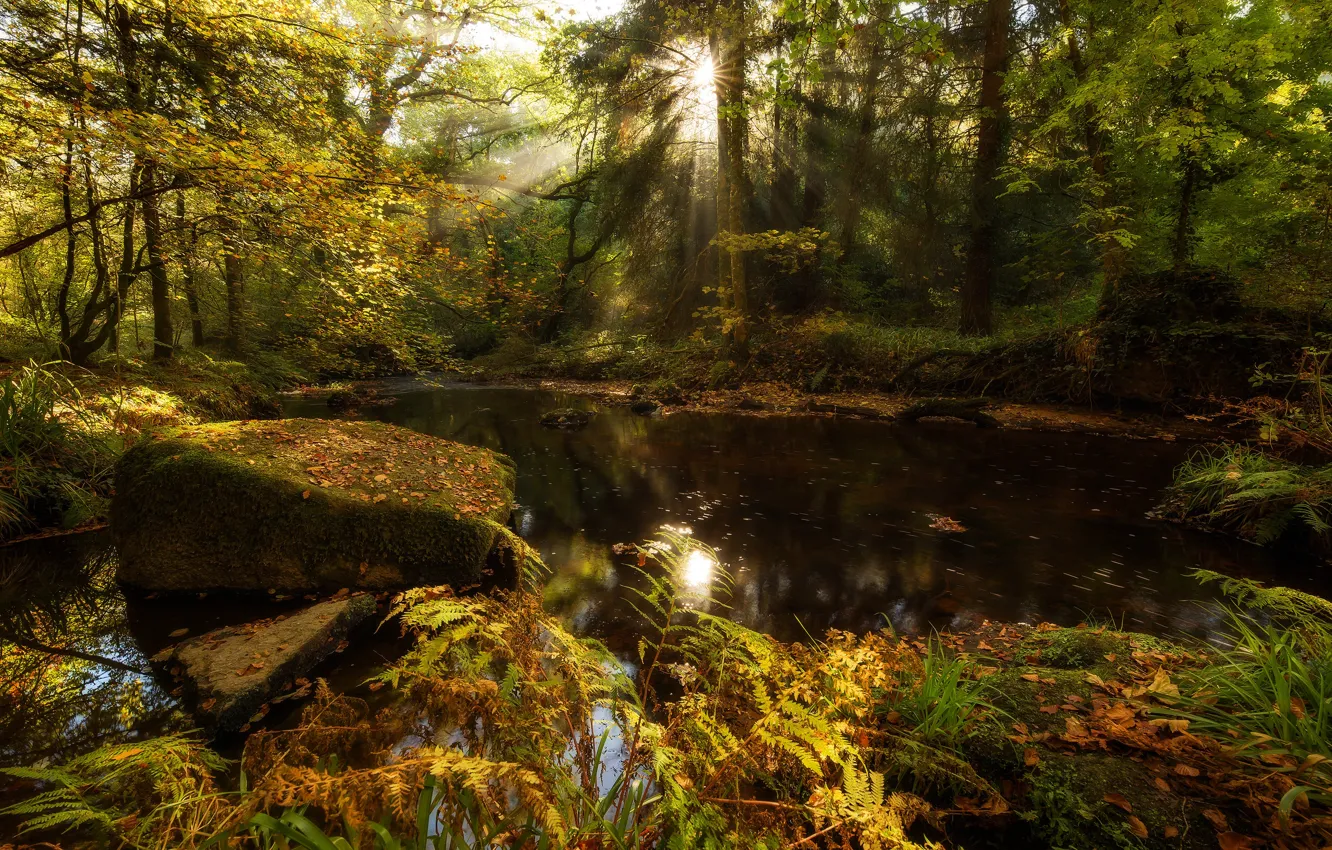 Photo wallpaper autumn, forest, the sun, light, lake, pond, Park, stones