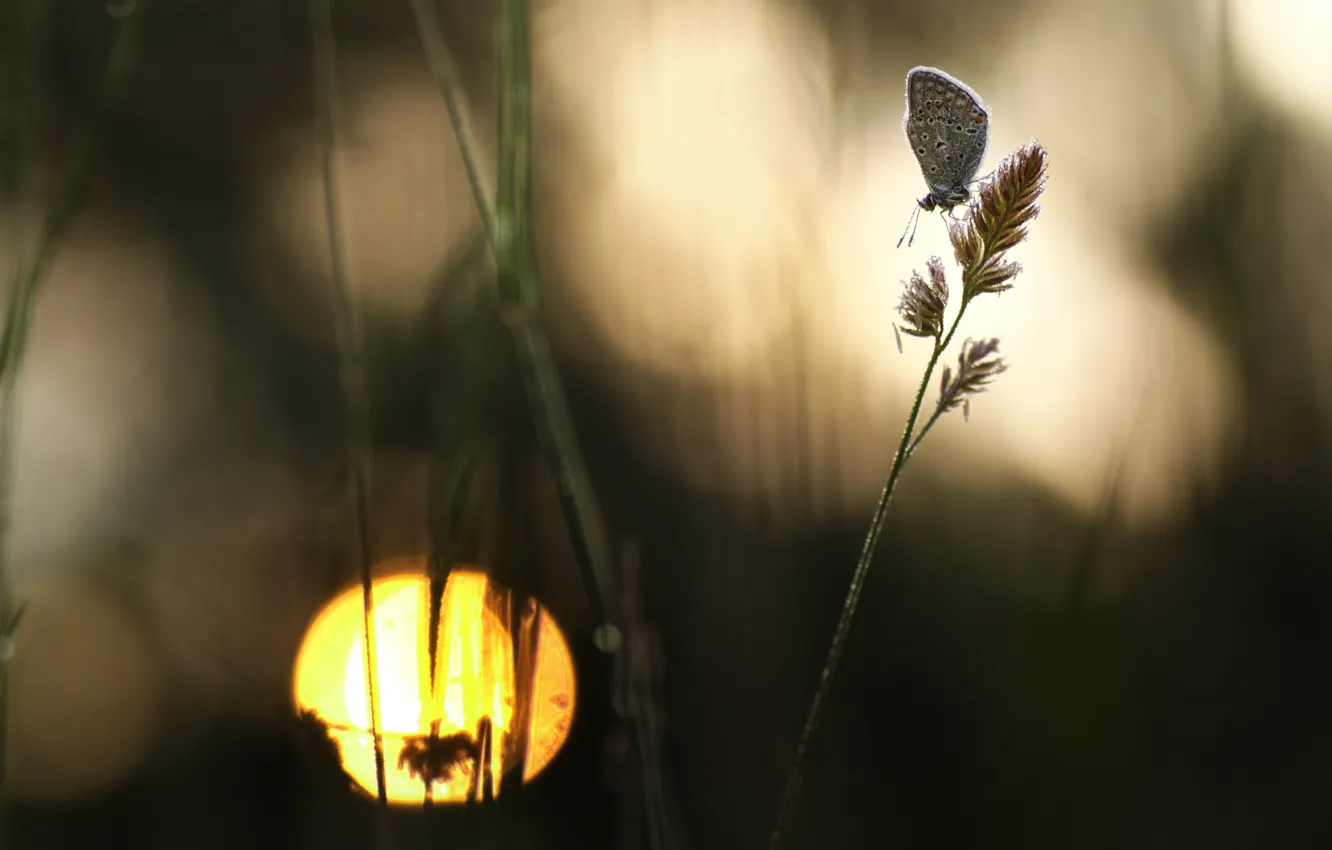 Photo wallpaper macro, butterfly, silhouette, a blade of grass, bokeh, Wallpaper from lolita777