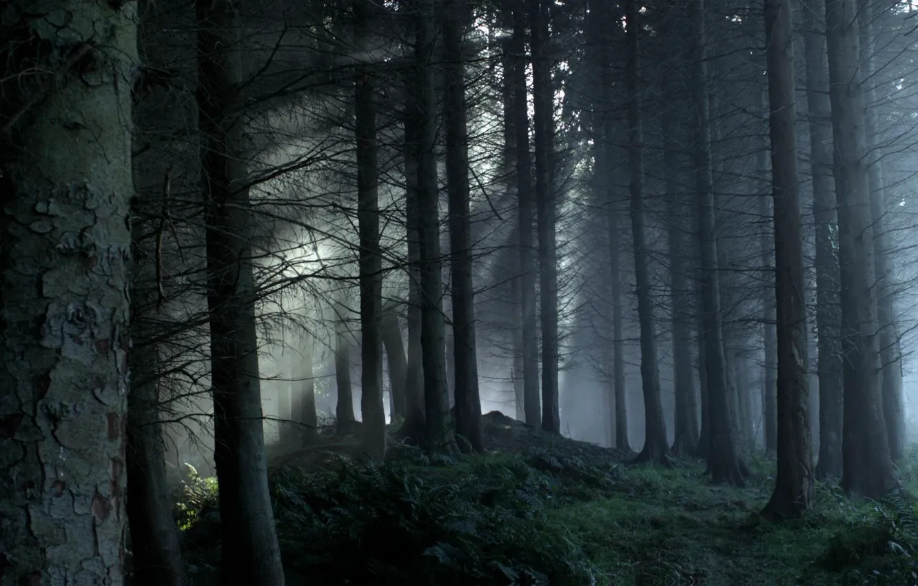 Photo wallpaper forest, rays, light, trees, nature