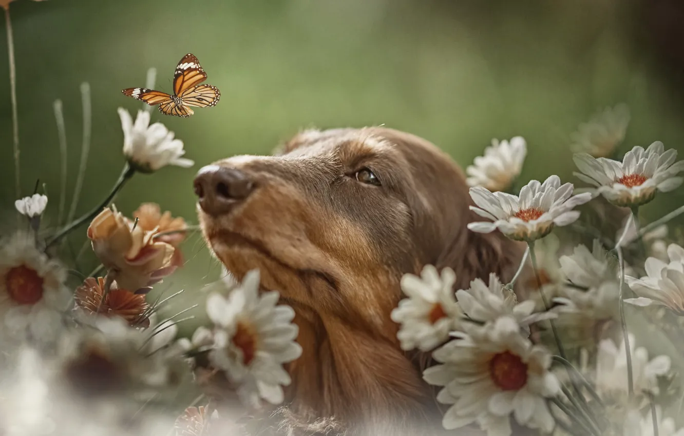 Photo wallpaper flowers, nature, animal, butterfly, chamomile, dog, head, dog