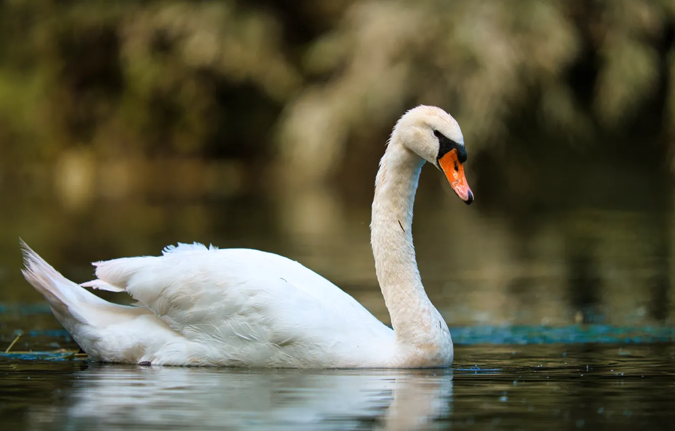 Photo wallpaper white, bird, swans, pond, swimming