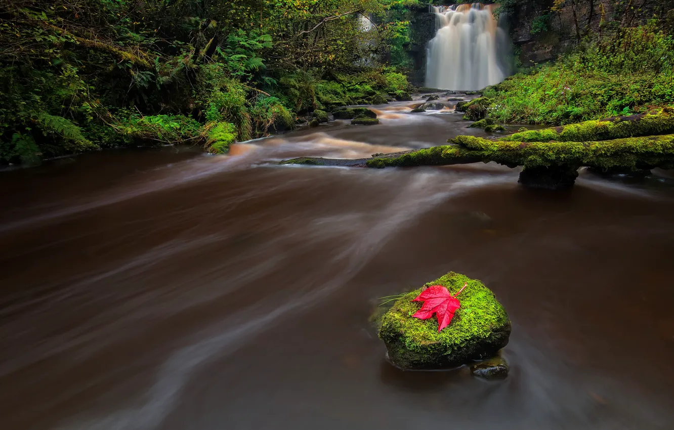 Photo wallpaper autumn, leaves, river