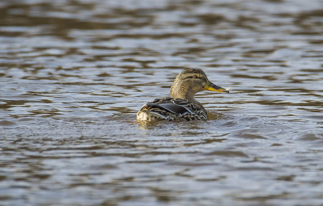 Photo wallpaper look, river, duck, floats, Mallard