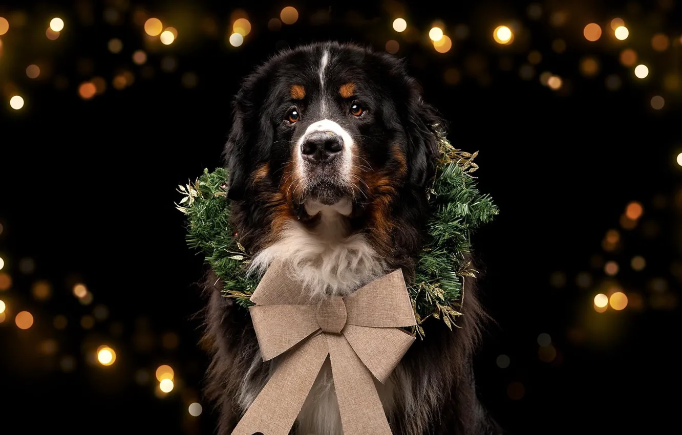 Photo wallpaper light, lights, holiday, new year, dog, Christmas, image, black background