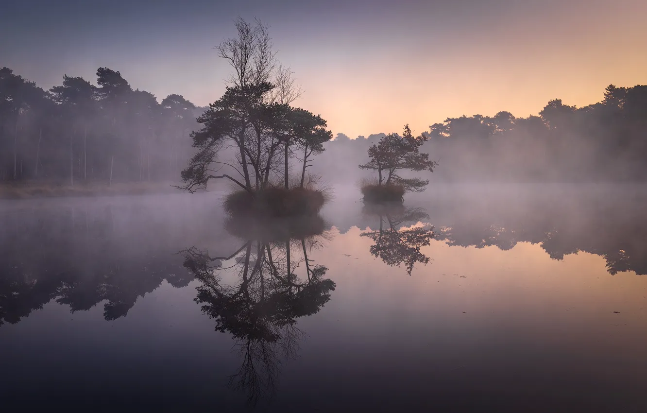Photo wallpaper fog, lake, pine