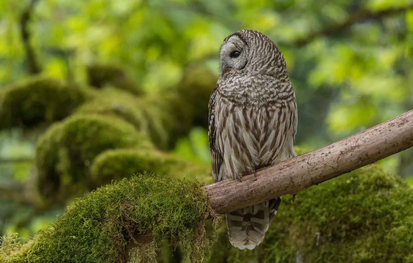 Photo wallpaper branches, owl, bird, moss, profile, owl