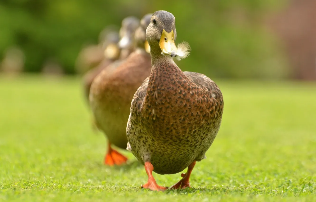 Photo wallpaper duck, lawn, Stroy