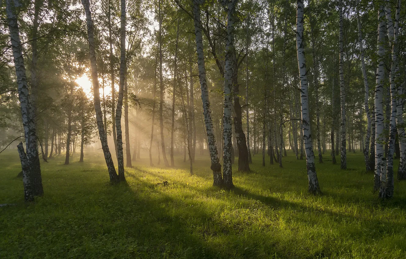 Photo wallpaper road, forest, morning