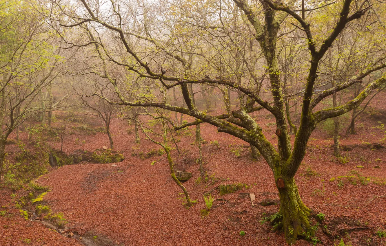 Photo wallpaper forest, fog, spring