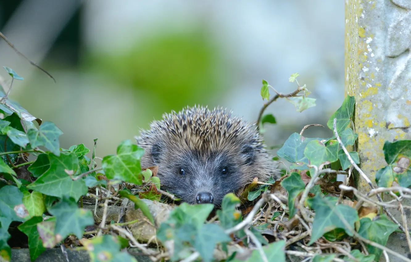 Photo wallpaper vines, look, hedgehog, background, nature, ivy, leaves, muzzle