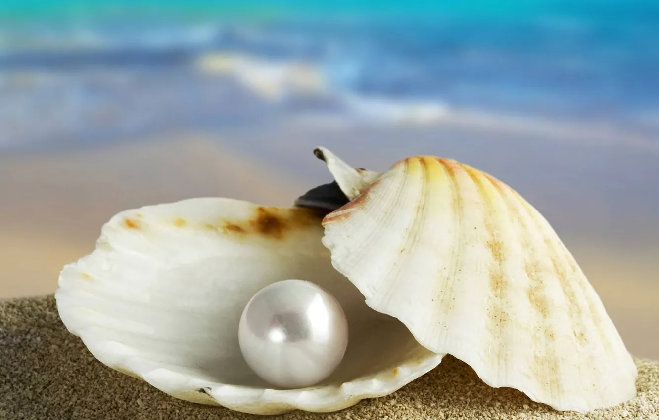 Photo wallpaper sand, sea, sink, shell, pearl, Marco, pearl
