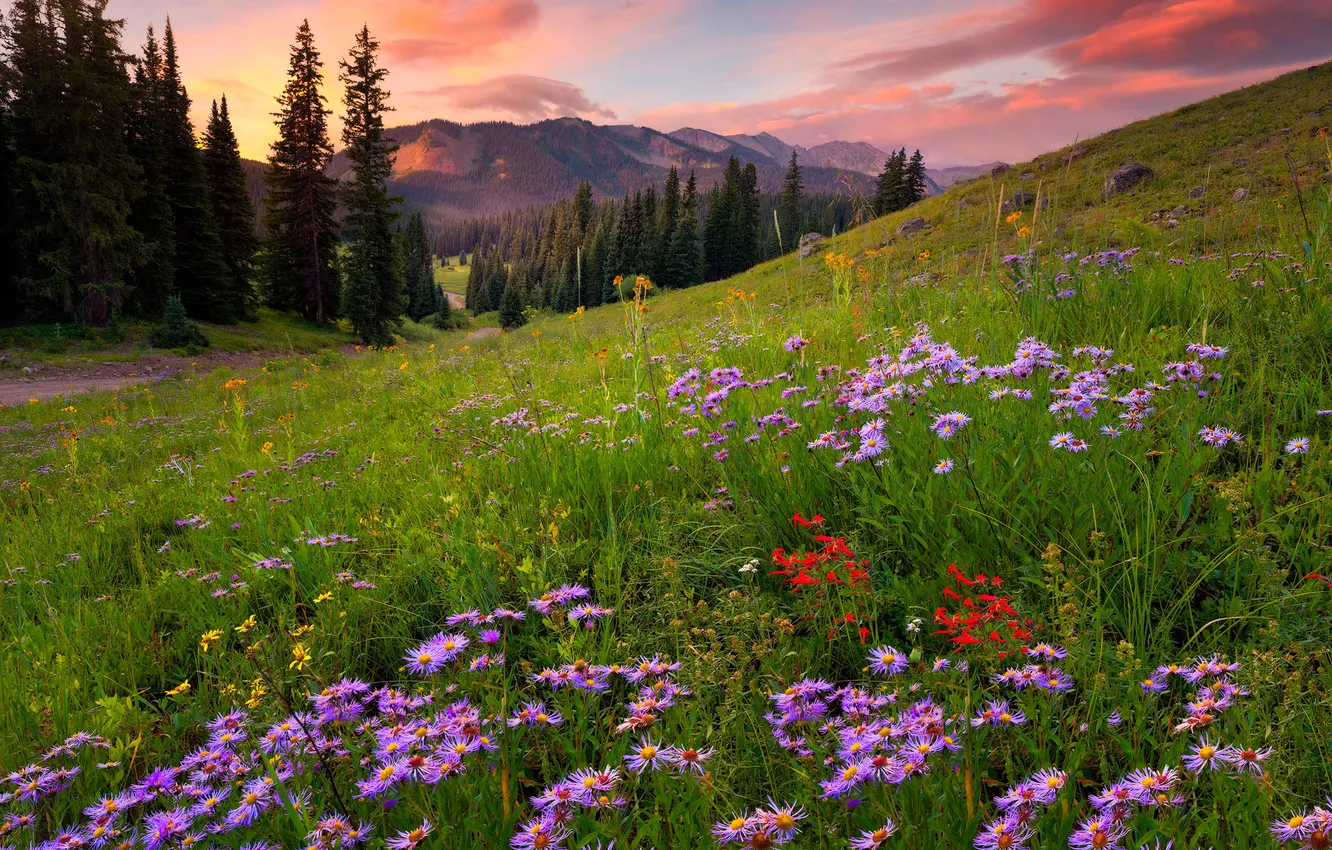 Photo wallpaper forest, summer, flowers, meadow, asters