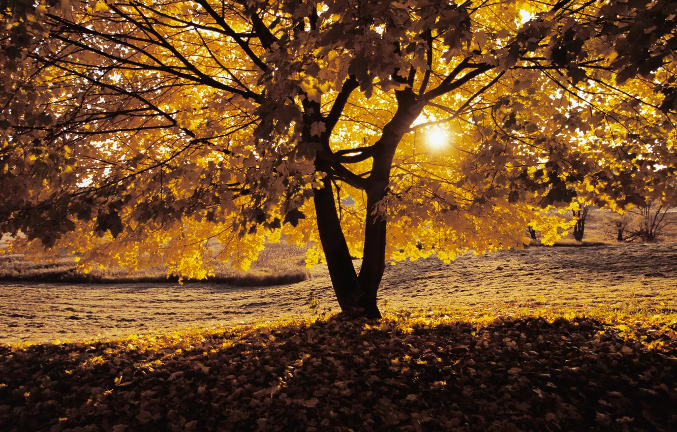 Photo wallpaper leaves, the sun, light, trees, sunset, glade, fallen, Autumn Evening