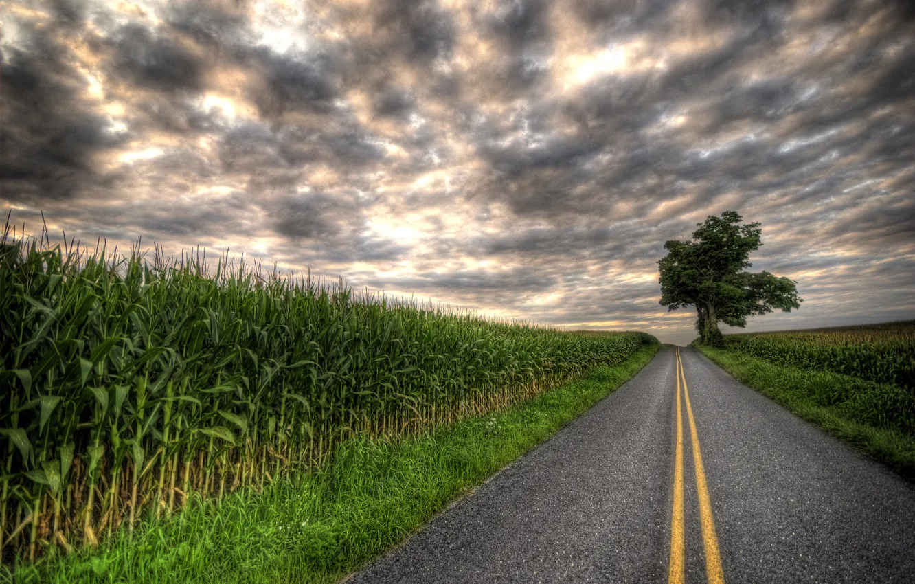 Photo wallpaper road, clouds, tree, overcast, field, highway, plantation