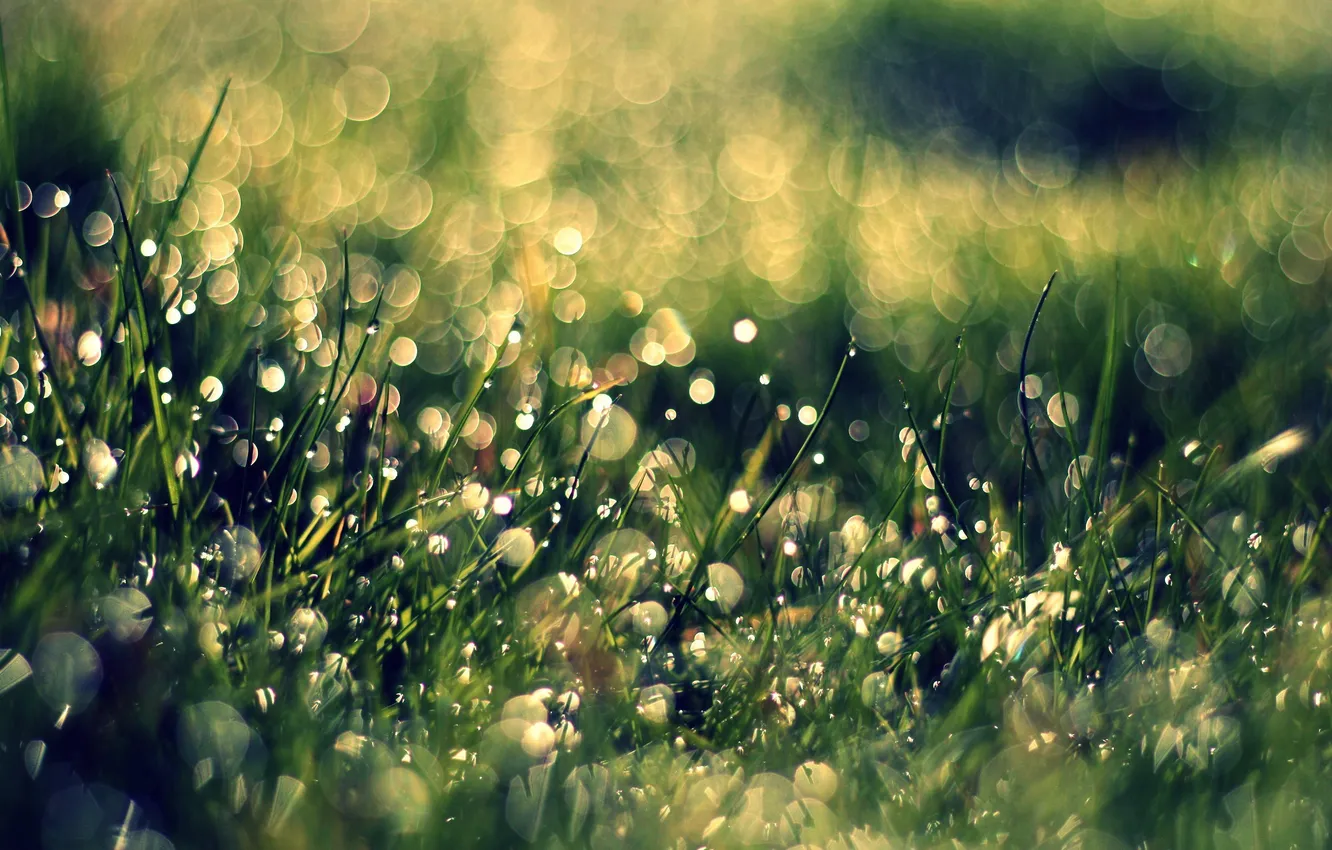 Photo wallpaper grass, drops, macro, Rosa, glare