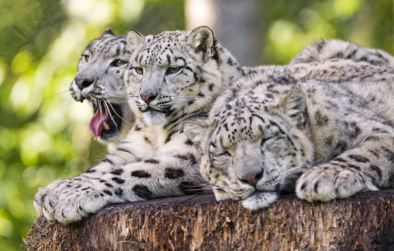 Photo wallpaper cat, stay, IRBIS, snow leopard, Trinity, ©Tambako The Jaguar