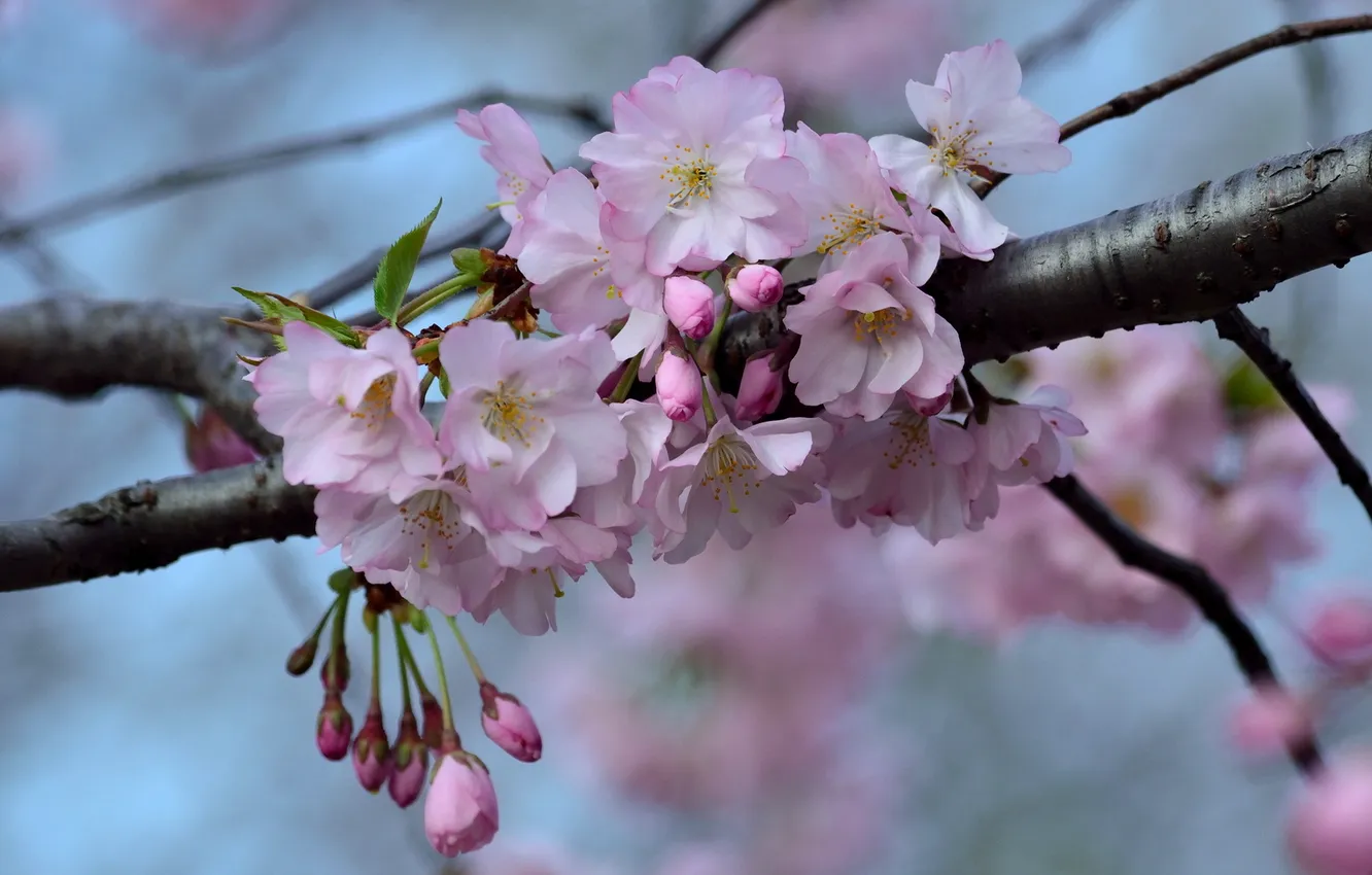 Photo wallpaper branches, nature, spring